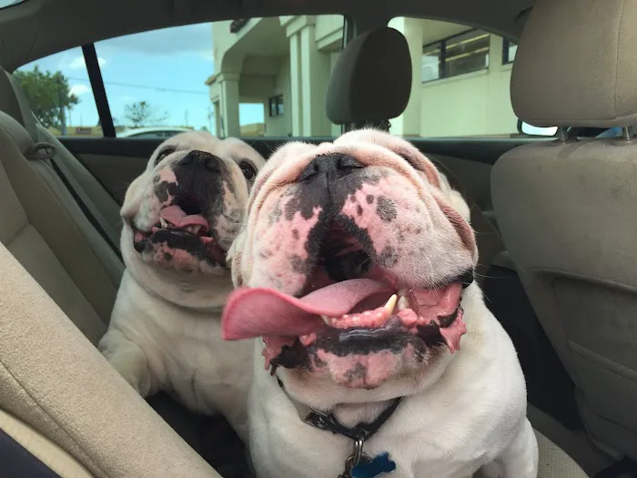 Holistic Veterinary House Calls 4