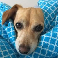 Holistic Veterinary House Calls ico