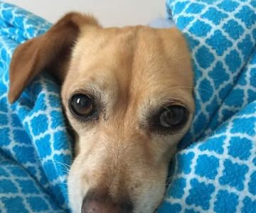 Holistic Veterinary House Calls