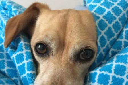 Holistic Veterinary House Calls