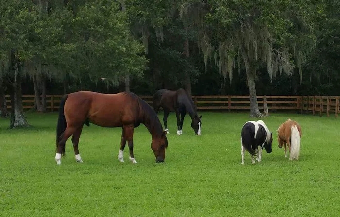 Gulf Coast Equine Veterinary Services, Inc. 12
