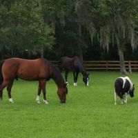 Gulf Coast Equine Veterinary Services, Inc. ico