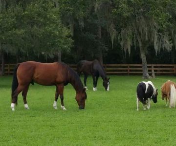 Gulf Coast Equine Veterinary Services, Inc.