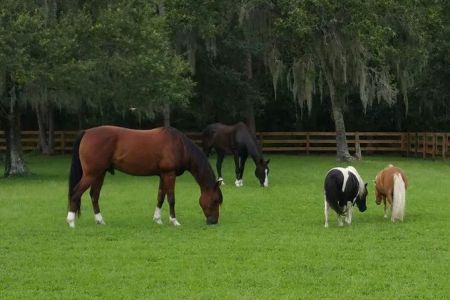Gulf Coast Equine Veterinary Services, Inc.