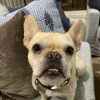 Wellness Animal Hospital - Palmer Ranch ico