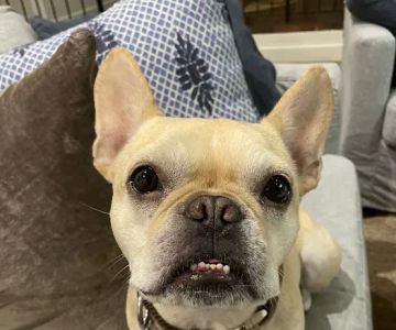 Wellness Animal Hospital - Palmer Ranch
