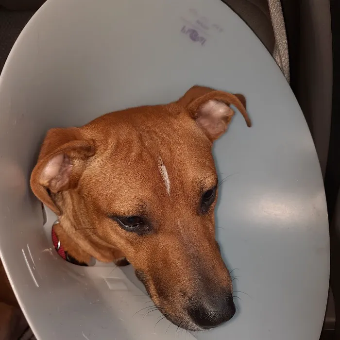 Pet Luv Non Profit Spay Center 3