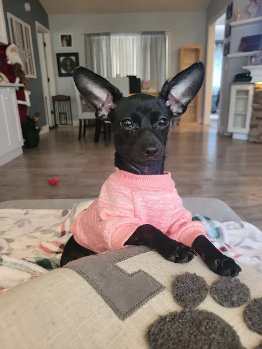 Pet Luv Non Profit Spay Center 2