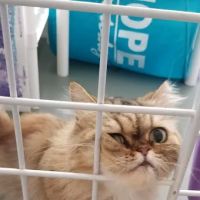 The Smitten Kitten Cat Resort ico
