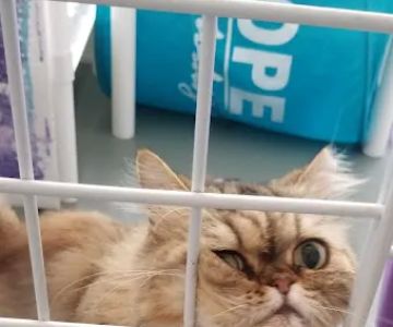 The Smitten Kitten Cat Resort