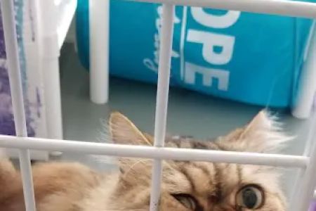 The Smitten Kitten Cat Resort