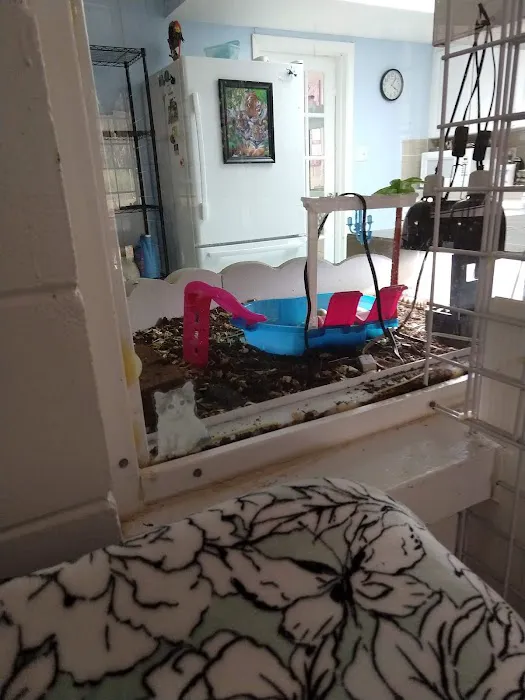 The Smitten Kitten Cat Resort 12