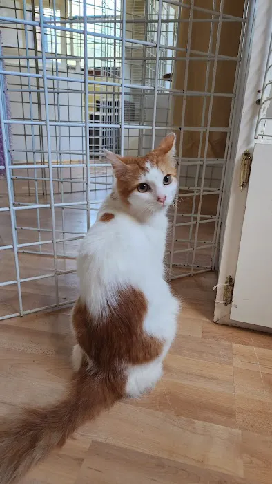 The Smitten Kitten Cat Resort 12