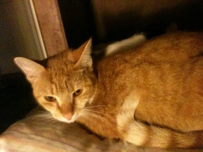 Primary Care Cat Clinic 5