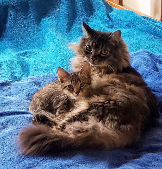 Primary Care Cat Clinic 7