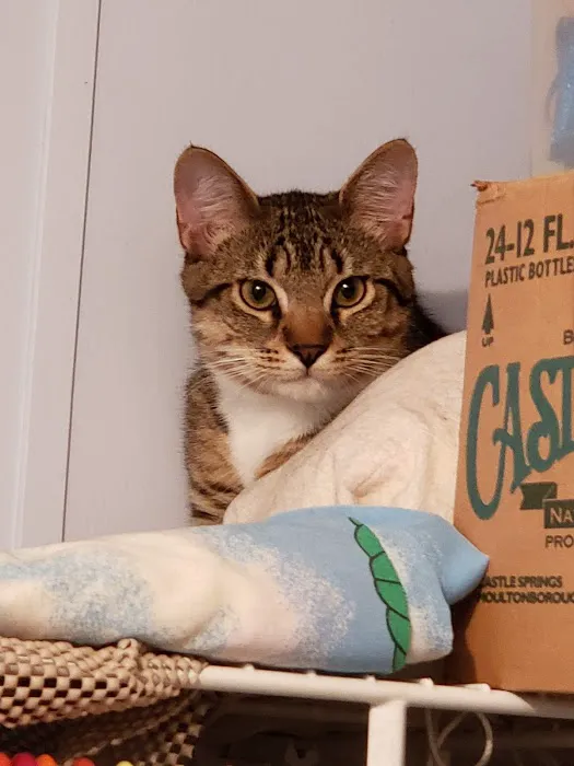Primary Care Cat Clinic 6