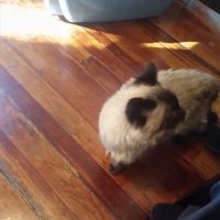 Primary Care Cat Clinic ico