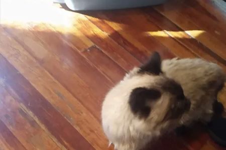 Primary Care Cat Clinic