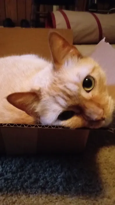 Primary Care Cat Clinic 2
