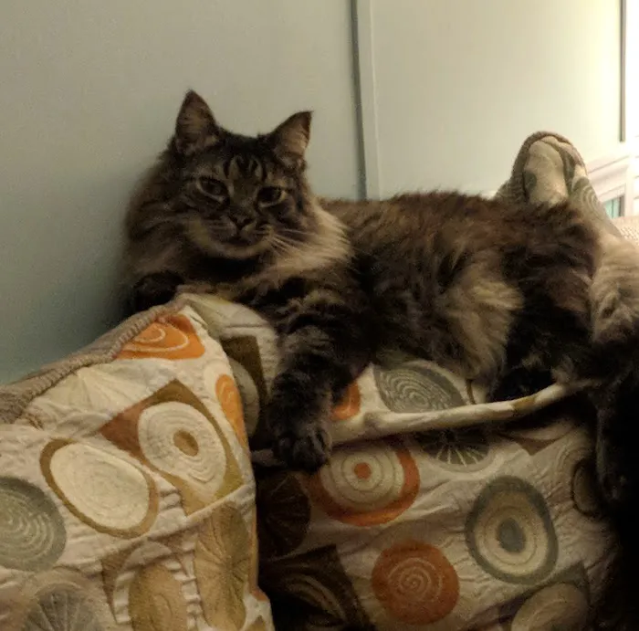 Primary Care Cat Clinic 8