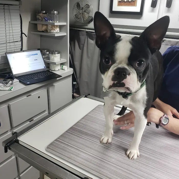 Wags & Whiskers Mobile Veterinary Practice 12