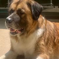 Wags & Whiskers Mobile Veterinary Practice ico