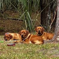 All County Animal Hospital ico