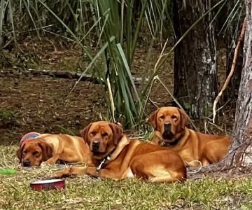 All County Animal Hospital