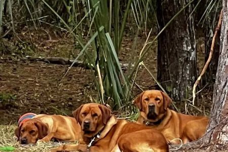 All County Animal Hospital