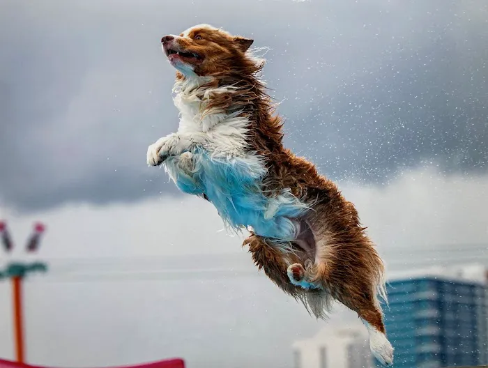 All County Animal Hospital 12