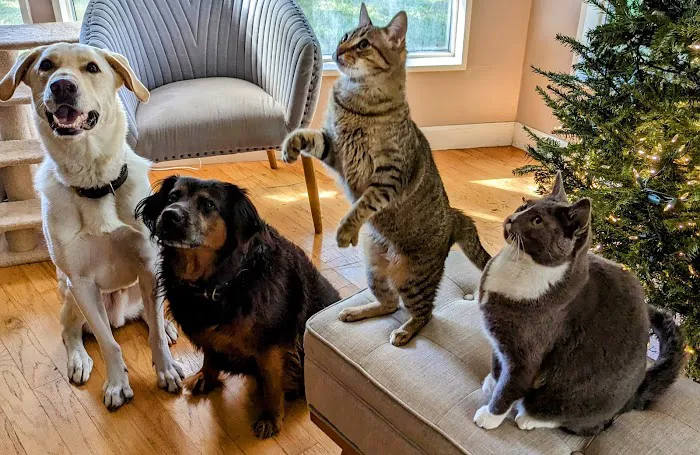 All County Animal Hospital 12