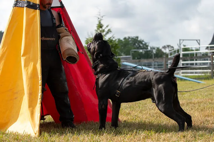 Fusion Veterinary Orthopedics 12