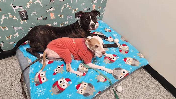 Fusion Veterinary Orthopedics 12