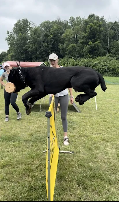 Fusion Veterinary Orthopedics 12