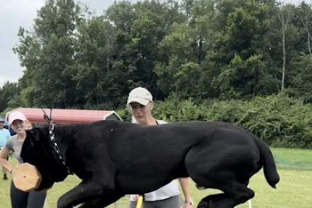 Fusion Veterinary Orthopedics