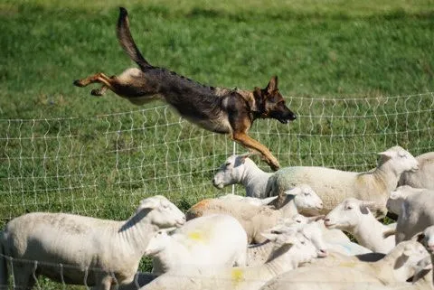 Fusion Veterinary Orthopedics 12