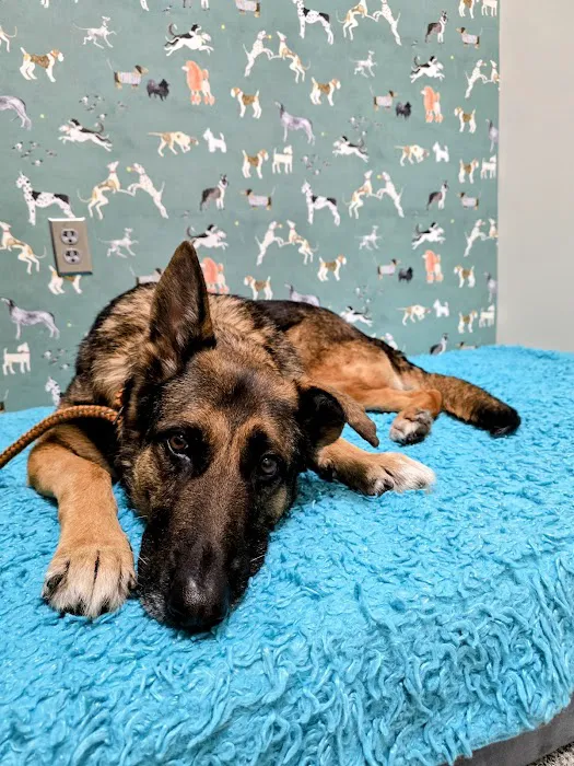 Fusion Veterinary Orthopedics 12