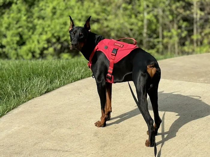 Bush Veterinary Neurology Service (BVNS) - Springfield 7