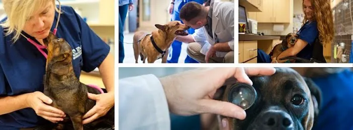 Bush Veterinary Neurology Service (BVNS) - Springfield 1
