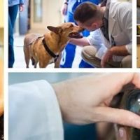Bush Veterinary Neurology Service (BVNS) - Springfield ico