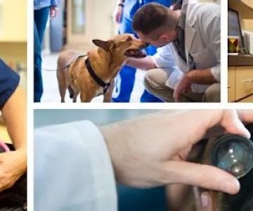 Bush Veterinary Neurology Service (BVNS) - Springfield