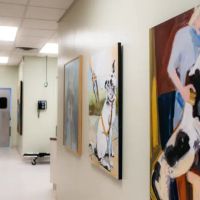 Animal Dermatology Clinic - Springfield ico