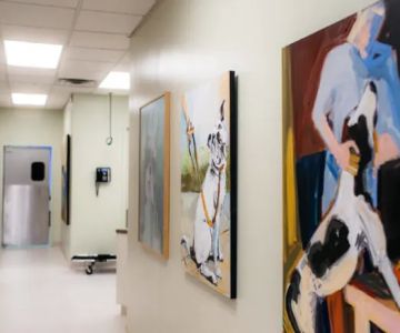 Animal Dermatology Clinic - Springfield