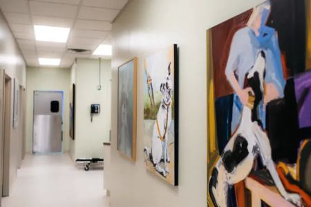 Animal Dermatology Clinic - Springfield
