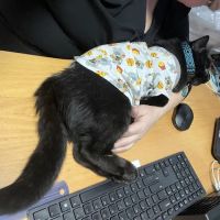 Vetco Vaccination Clinic ico