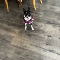 Action Care Mobile Vet Care ico