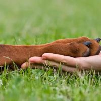 Indian Head Animal Hospital ico