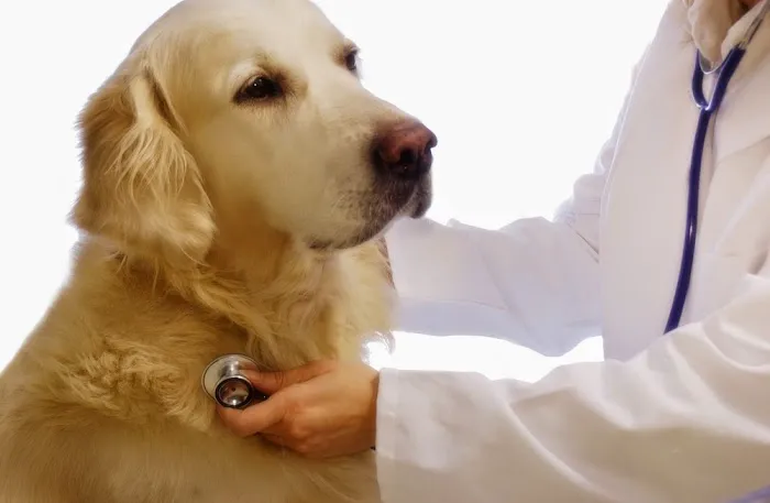 Indian Head Animal Hospital 12