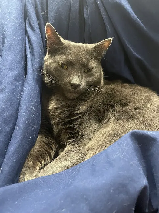 Friendship Hospital for Animals - Emergency and Specialty Center 12