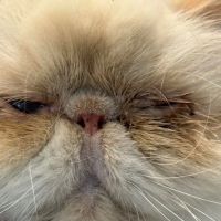 Armour Veterinary Ophthalmology ico